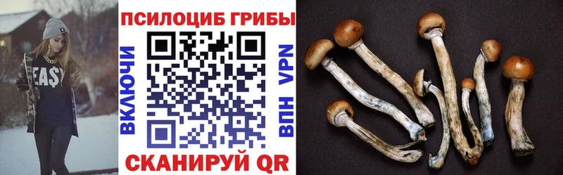 наркотики  Альметьевск  Псилоцибиновые грибы Cubensis 