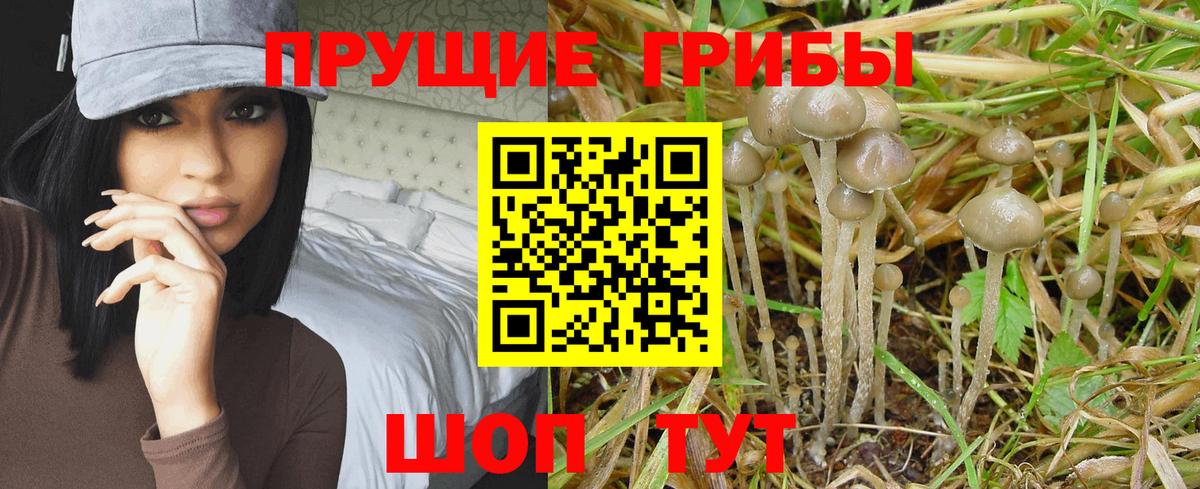 Псилоцибиновые грибы Magic Shrooms  Галлюциногенные грибы Psilocybe  как найти наркотики  Альметьевск 
